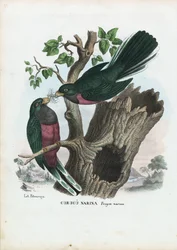 Narina Trogon, 1863-79